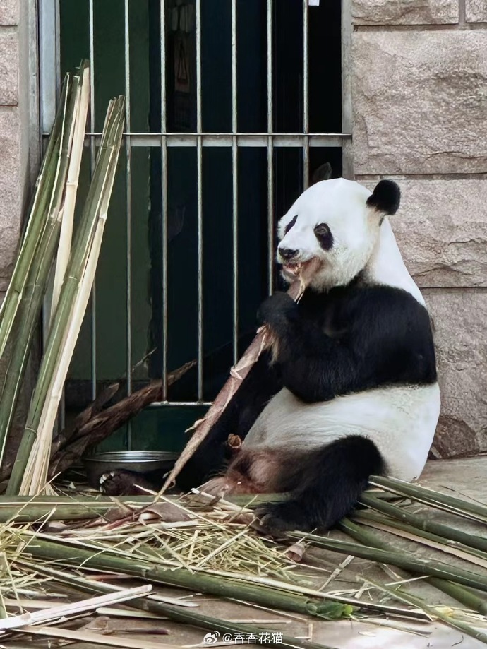 熊猫苹果手机越狱版苹果手机越狱下载软件-第2张图片-太平洋在线下载
