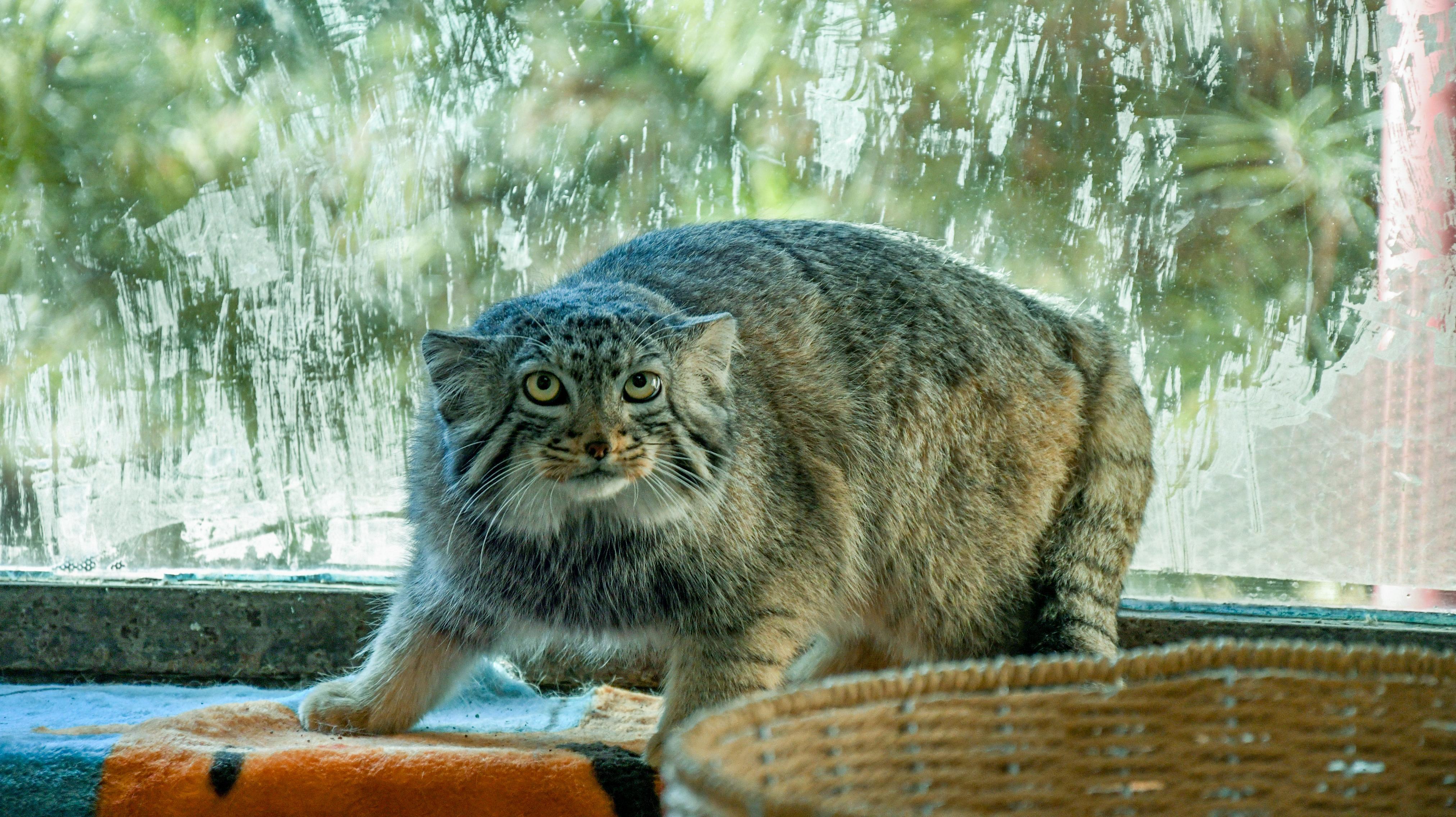 猞先生安卓版猞猁孙是什么意思